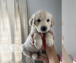 Small Photo #6 Golden Retriever Puppy For Sale in BELLEVUE, WA, USA