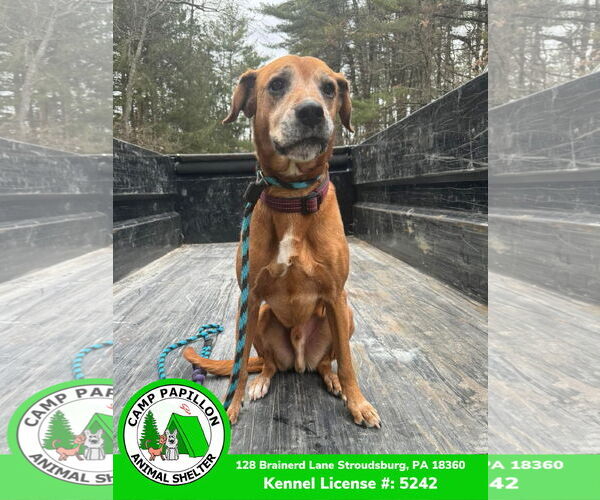 Medium Photo #11 Mutt Puppy For Sale in Stroudsburg, PA, USA