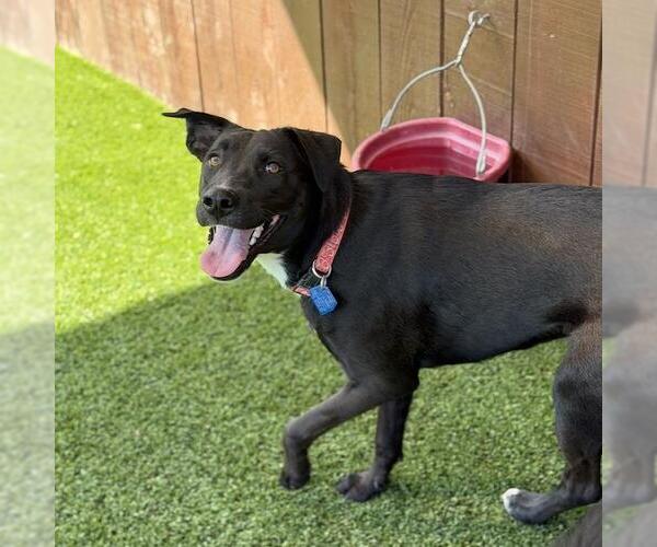 Medium Photo #3 Labrador Retriever-Unknown Mix Puppy For Sale in San Diego, CA, USA