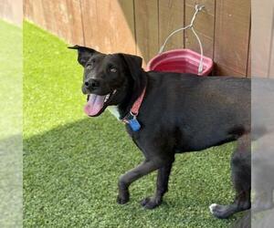 Cora - Female Labrador Retriever-Unknown Mix Dog for Adoption - Photo #3