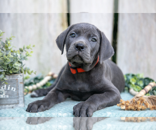 Medium Photo #2 Cane Corso Puppy For Sale in HOWE, IN, USA