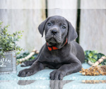 Small #1 Cane Corso