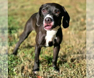 Sam - Male Beagle-Unknown Mix Dog for Adoption - Photo #4