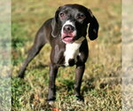 Small Photo #4 Beagle-Unknown Mix Puppy For Sale in Anniston, AL, USA