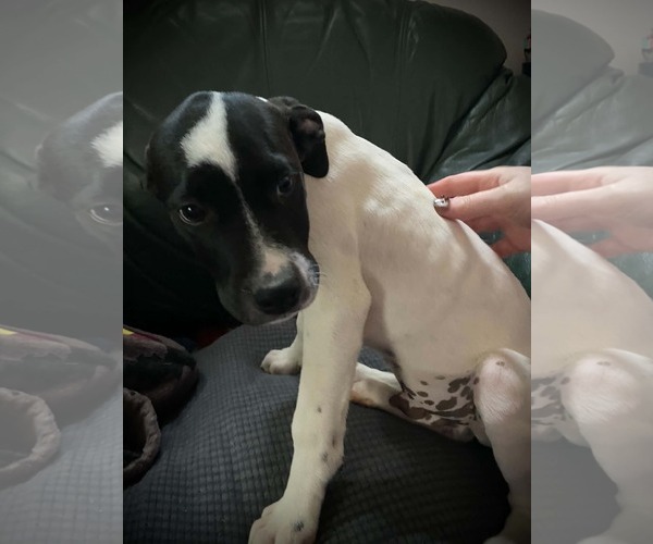 Medium Photo #1 Mutt Puppy For Sale in Sheboygan, WI, USA