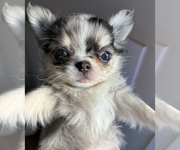 Medium Photo #2 Chihuahua Puppy For Sale in NEWVILLE, PA, USA