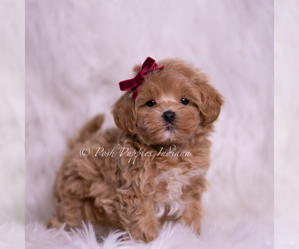 Medium Photo #62 Maltipoo (Miniature) Puppy For Sale in WARSAW, IN, USA