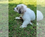Small Photo #4 Great Pyrenees Puppy For Sale in DENTSVILLE, MD, USA