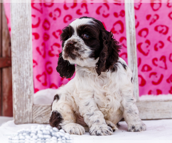 Medium Photo #12 Cocker Spaniel Puppy For Sale in WAKARUSA, IN, USA