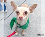 Small #2 Chihuahua Mix