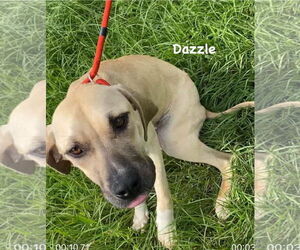 Dazzle - Female Mutt Dog for Adoption - Photo #11
