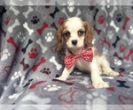 Small #2 Cavalier King Charles Spaniel