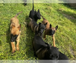 Belgian Malinois Puppy for Sale in GREENVILLE, North Carolina USA