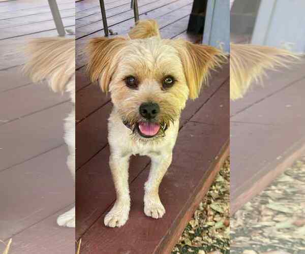 Medium Photo #1 Mutt Puppy For Sale in La Verne, CA, USA