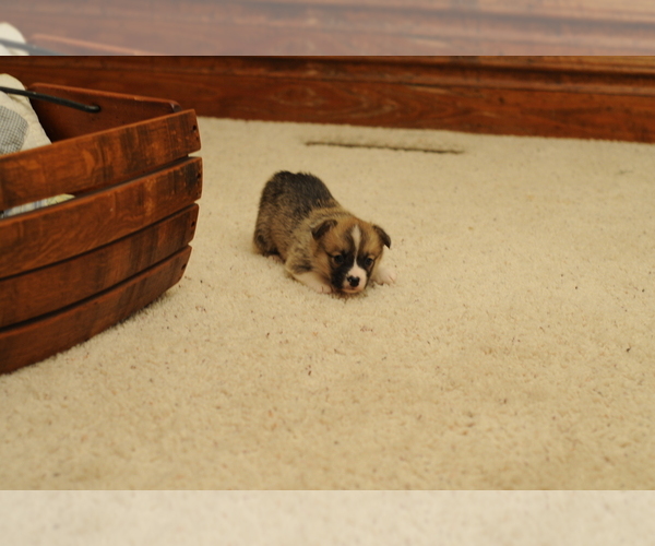 Medium Photo #8 Pembroke Welsh Corgi Puppy For Sale in FORT MADISON, IA, USA