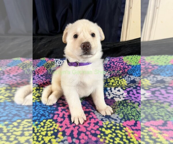 Medium Photo #6 German Shepherd Dog Puppy For Sale in PIEDMONT, MO, USA