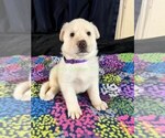WinterWonderlan - Female German Shepherd Dog Puppy for Sale - Photo #6