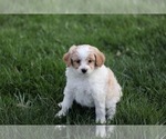 Small Photo #12 Pom-A-Poo Puppy For Sale in BREMEN, IN, USA