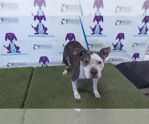 Medium American Pit Bull Terrier