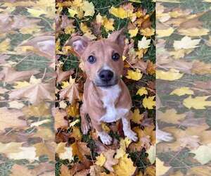 Mutt Dogs for adoption in pomfret, CT, USA