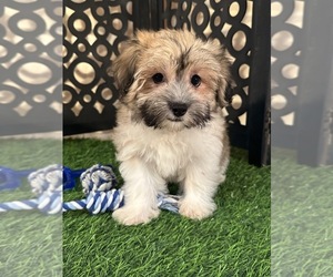 Havanese Puppy for Sale in MOUNT VERNON, Ohio USA