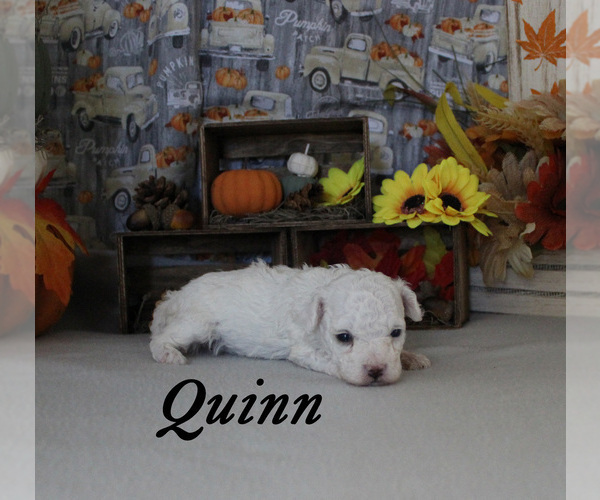 Medium Photo #8 Poodle (Toy) Puppy For Sale in CHANUTE, KS, USA
