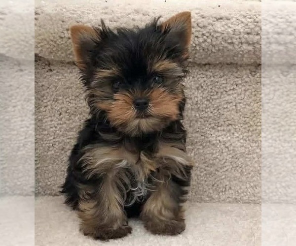 Medium Photo #1 Yorkshire Terrier Puppy For Sale in MABLETON, GA, USA