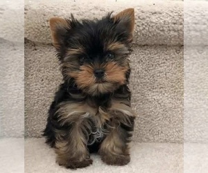 Yorkshire Terrier Puppy for sale in MABLETON, GA, USA