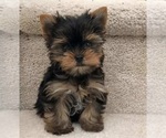 Small Photo #1 Yorkshire Terrier Puppy For Sale in MABLETON, GA, USA