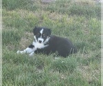 Small #3 Miniature Australian Shepherd