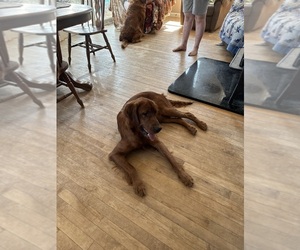 Mother of the Golden Irish-Golden Retriever Mix puppies born on 10/07/2025