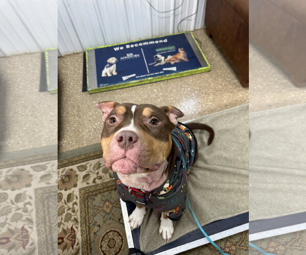 Medium Photo #10 American Pit Bull Terrier-American Staffordshire Terrier Mix Puppy For Sale in Lockport, NY, USA