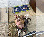 Small #9 American Pit Bull Terrier-American Staffordshire Terrier Mix
