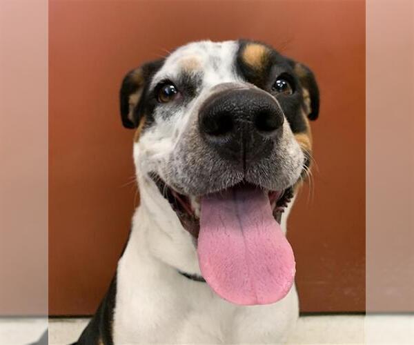 Medium Photo #2 Mutt Puppy For Sale in Center Township, PA, USA