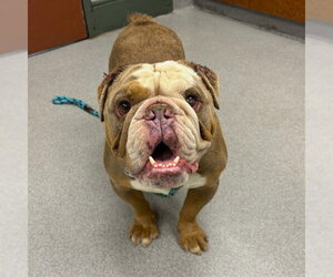 Bulldog Dogs for adoption in Rancho Cucamonga, CA, USA