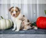 Small #2 Australian Shepherd