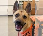 Small #3 German Shepherd Dog Mix