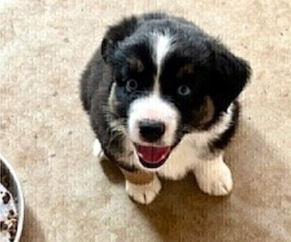 Medium Photo #14 Miniature Australian Shepherd Puppy For Sale in MIDLAND, TX, USA