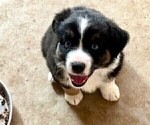 Small Photo #14 Miniature Australian Shepherd Puppy For Sale in MIDLAND, TX, USA