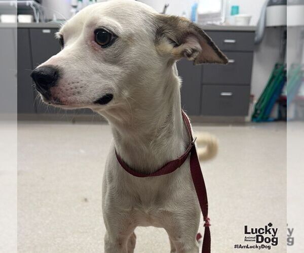 Medium Photo #2 Chihuahua-Unknown Mix Puppy For Sale in Washington, DC, USA
