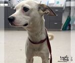 Small #1 Chihuahua Mix