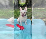 Small #5 French Bulldog