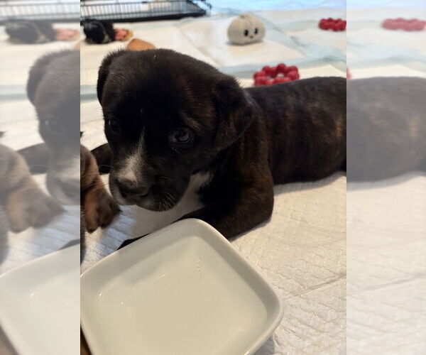 Medium Photo #2 Bulldog-Unknown Mix Puppy For Sale in Raleigh, NC, USA