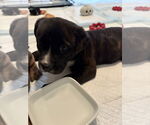 Small #1 Bulldog Mix