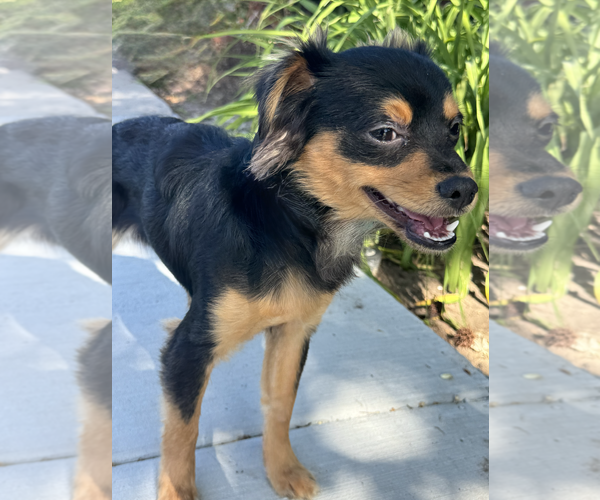 Medium Photo #2 Chihuahua-Unknown Mix Puppy For Sale in Newport Beach, CA, USA