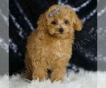 Puppy Apollo Poodle (Toy)