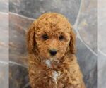 Small Photo #5 Poodle (Miniature) Puppy For Sale in MILL HALL, PA, USA