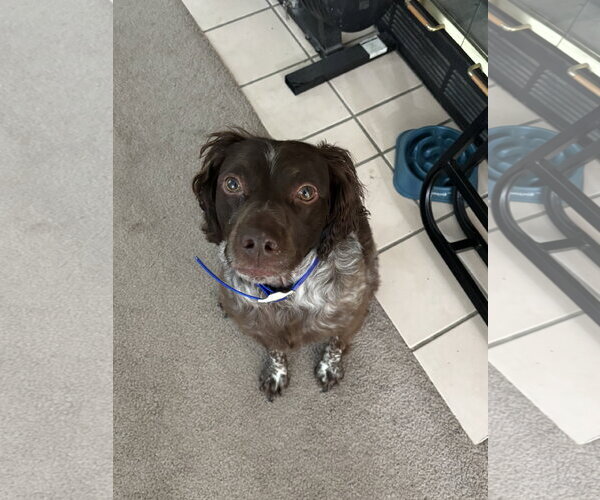 Medium Photo #7 Brittany Puppy For Sale in Curwensville, PA, USA