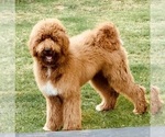 Small Photo #2 Double Doodle Puppy For Sale in ROHNERT PARK, CA, USA