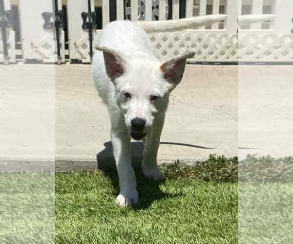 Medium Photo #4 Australian Shepherd-Unknown Mix Puppy For Sale in La Verne, CA, USA